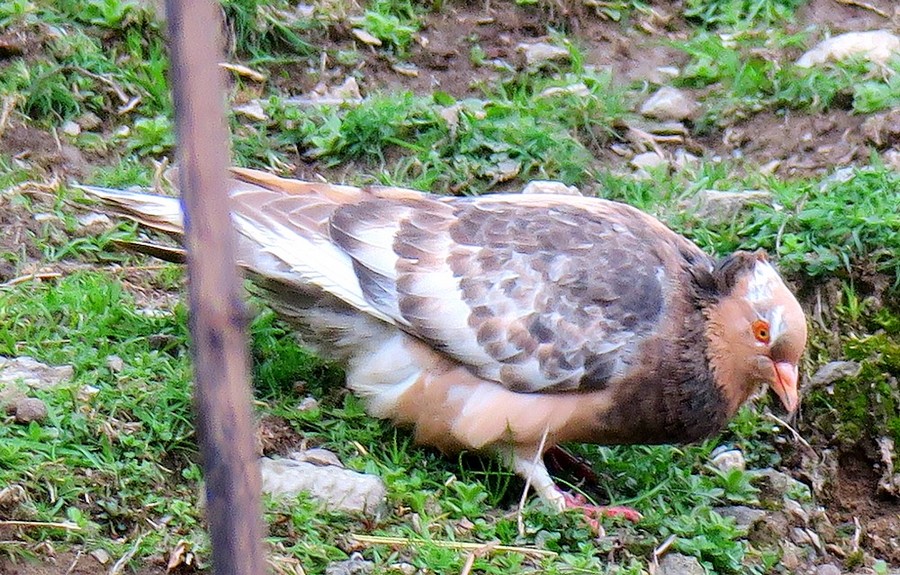 ibrido di colombaccio? No, Piccione domestico